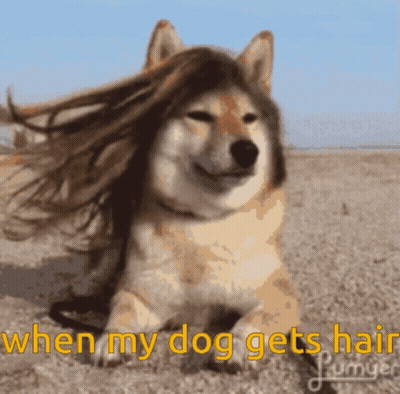 Dog With Long Hair Saying When My Dog Gets Hair GIF