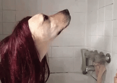 Dog With Long Red Hair Taking Shower GIF