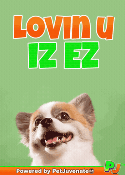 Dog With Lovin U Iz Ez GIF