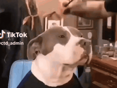 Dog With Mask Getting Haircut GIF