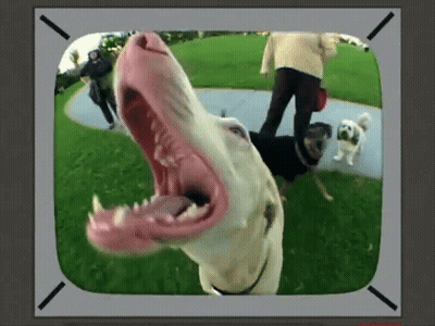 Dog With Mouth Open And Person Walking Behind GIF