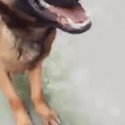 Dog With Mouth Open And Tongue Out GIF