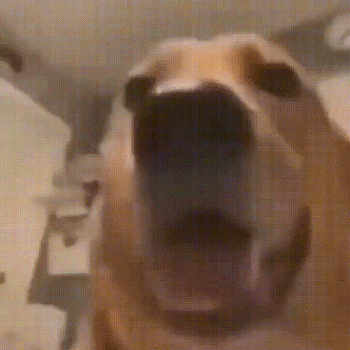 Dog With Mouth Open Close Up In Room GIF