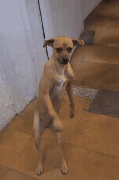 Dog With Mouth Open GIF