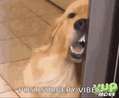 Dog With Mouth Open Post Surgery Vibes GIF