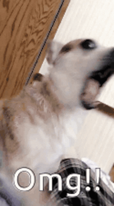 Dog With Mouth Open Saying OMG GIF