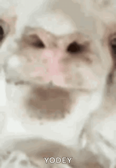 Dog With Mouth Open Saying Yodey GIF
