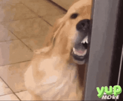 Dog With Mouth Open Saying Yup More GIF