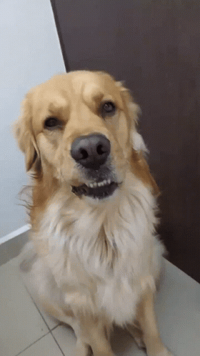 Dog With Mouth Open Showing Teeth GIF