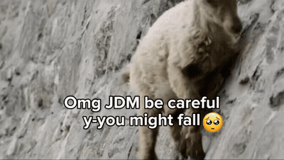 Dog With OMG JDM Be Careful Caption GIF