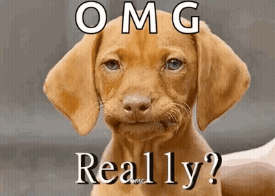 Dog With OMG Really Text GIF