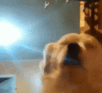 Dog With Open Mouth Close Up GIF