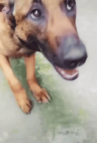 Dog With Open Mouth Close Up GIF