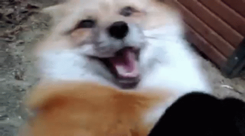 Dog With Open Mouth Looking At Camera GIF