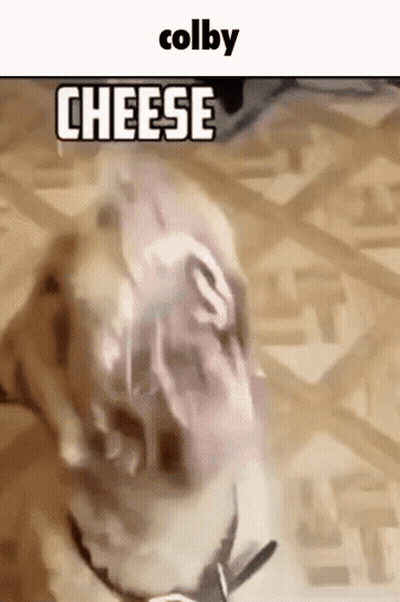 Dog With Open Mouth Saying Colby Cheese GIF