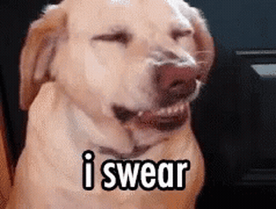 Dog With Open Mouth Saying I Swear GIF