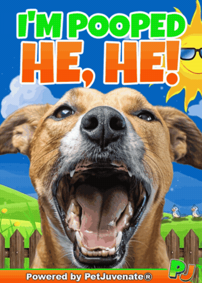 Dog With Open Mouth Saying Im Pooped GIF