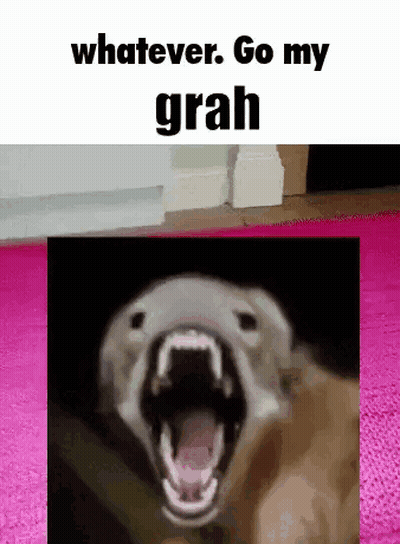 Dog With Open Mouth Saying Whatever GIF