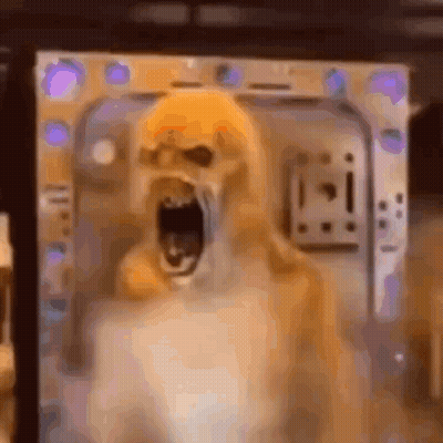 Dog With Open Mouth Standing In Room GIF