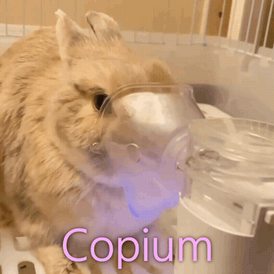 Dog With Oxygen Mask Copium GIF