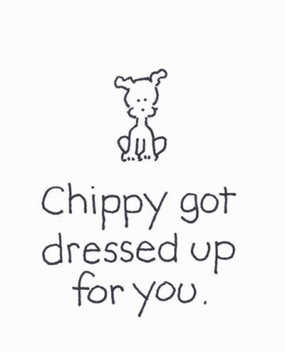 Dog With Pink Bow Chippy Got Dressed Up For You GIF