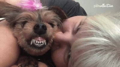 Dog With Pink Bow Lying On Woman's Lap GIF