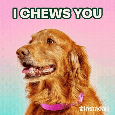 Dog With Pink Collar Saying I Chews You GIF