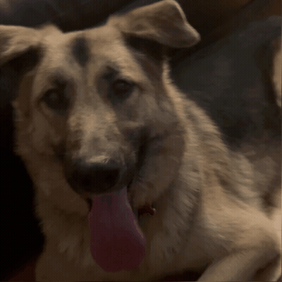 Dog With Pink Tongue Sticking Out GIF