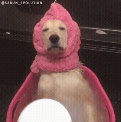 Dog With Pink Towel On Head In Pink Tub GIF