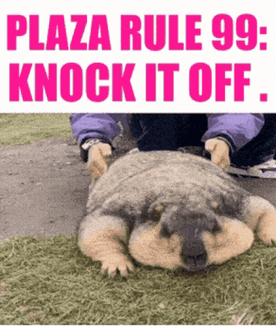 Dog With Plaza Rule 99 Knock It Off GIF