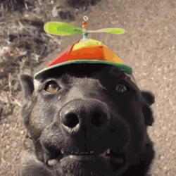Dog With Propeller Hat