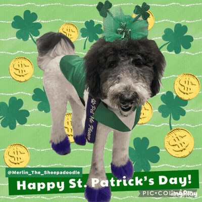 Dog With Purple Socks And Green Sash Happy St. Patrick's Day GIF