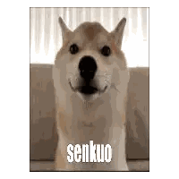 Dog With Senkuo Sticker
