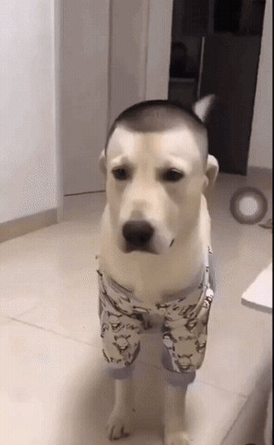 Dog With Shaved Head Wearing Pants GIF