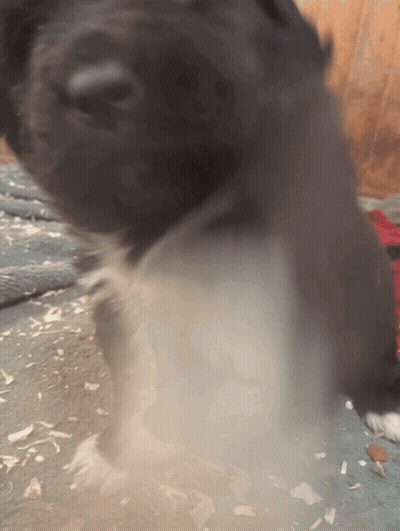 Dog With Smoke From Mouth GIF