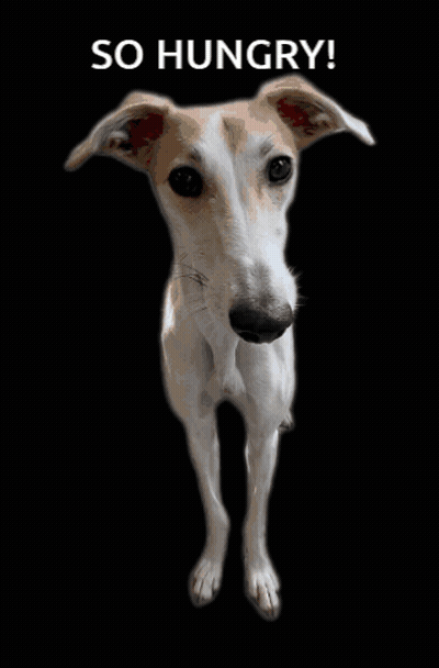 Dog With So Hungry Text GIF