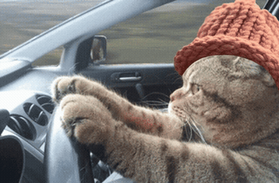 Dog With Socks GIF
