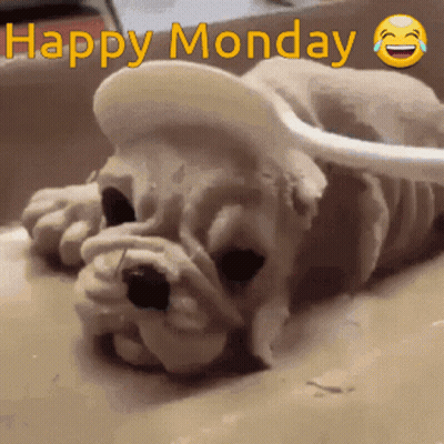 Dog With Spoon Saying Happy Monday GIF