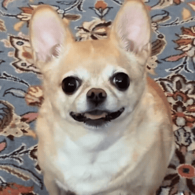 Dog With Stack Of Rice Cakes On Head GIF