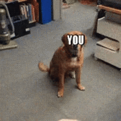 Dog With Sticker Saying You GIF