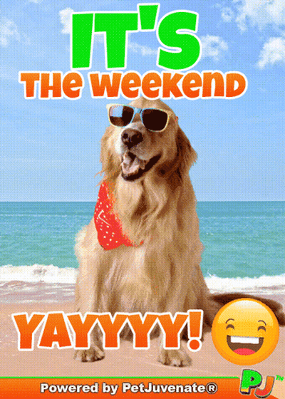 Dog With Sunglasses Bandana Beach It's The Weekend GIF