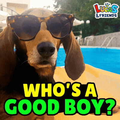 Dog With Sunglasses Saying Who's A Good Boy GIF