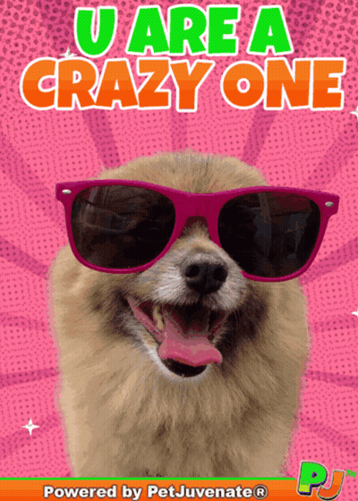 Dog With Sunglasses U Are A Crazy One GIF