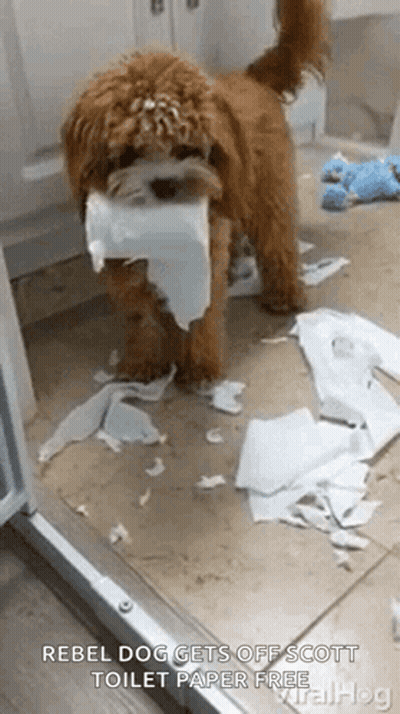 Dog With Toilet Paper In Mouth Next To Pile GIF