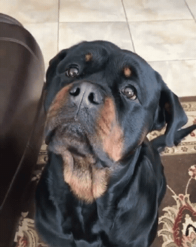 Dog With Tongue Hanging Out GIF