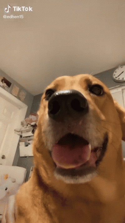 Dog With Tongue Out And Clock Background GIF