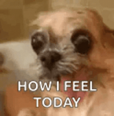 Dog With Tongue Out GIF