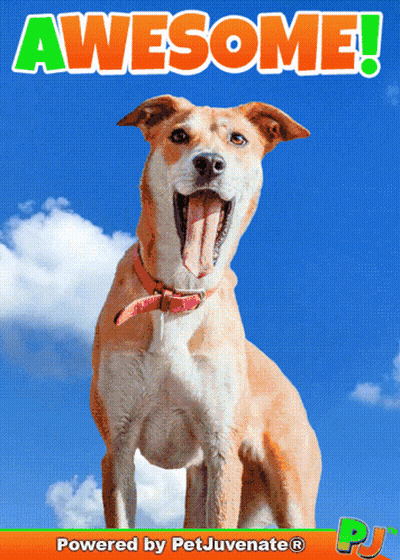 Dog With Tongue Out Saying Awesome GIF