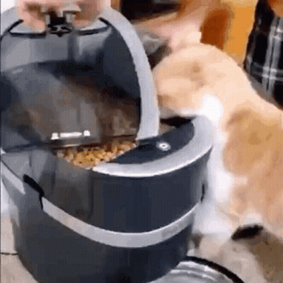 Dog With Triggered Sign GIF