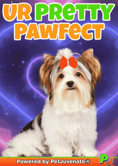 Dog With Ur Pretty Pawfect